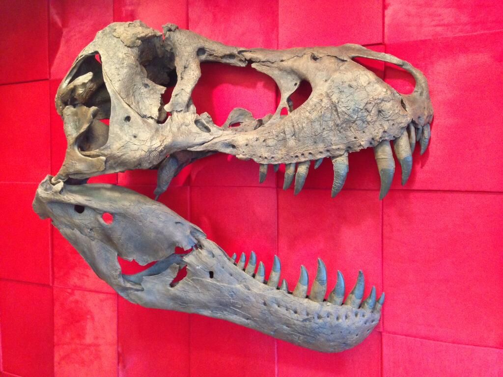 Vince McMahon Dinosaur Fossil
