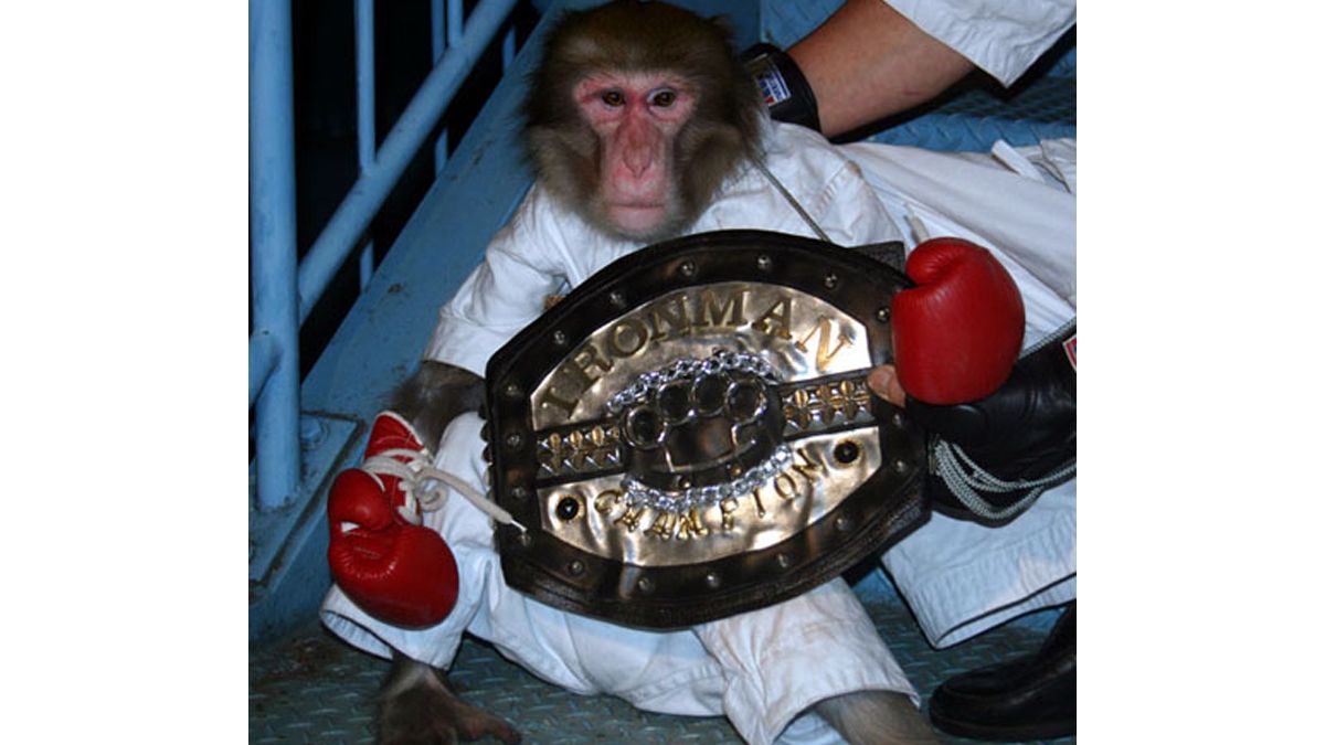 Monkey with wrestling title