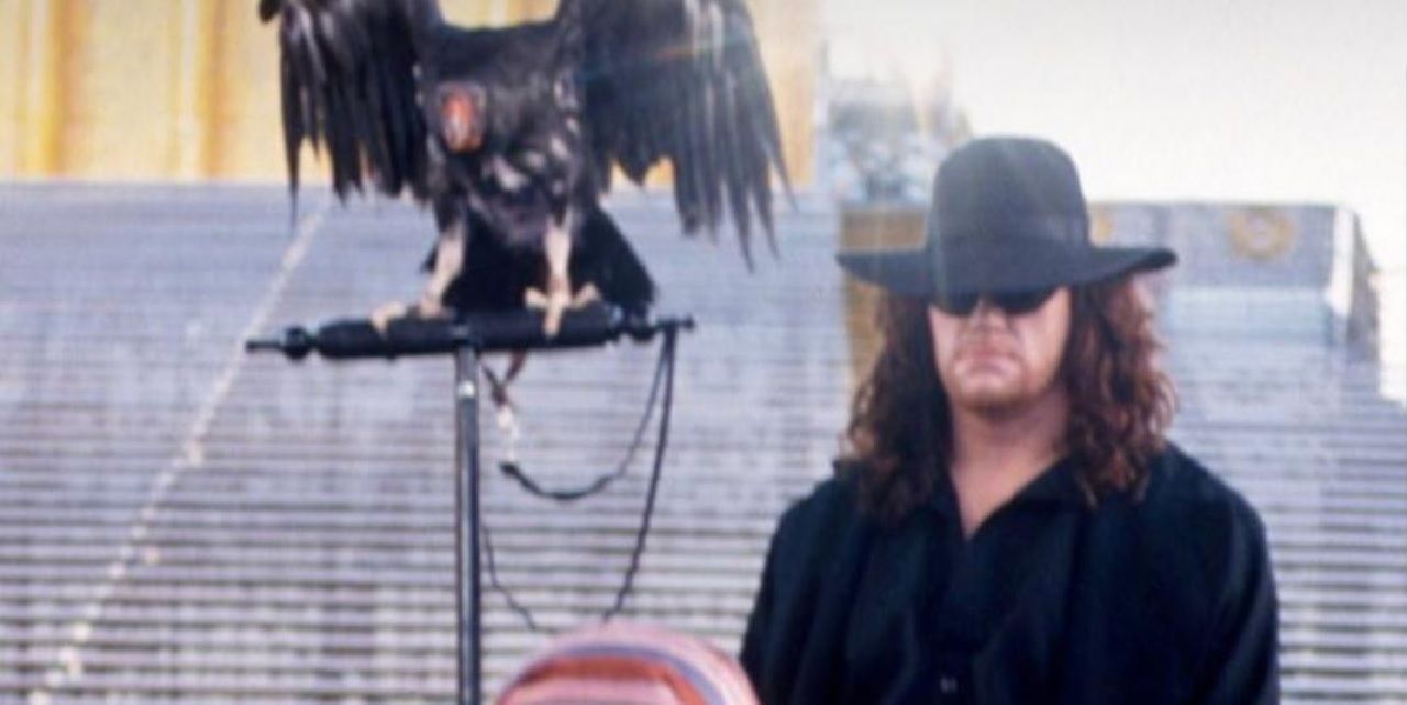 The Undertaker's Vulture