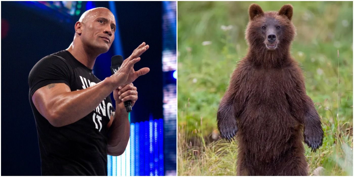 Vince McMahon Wanted The Rock To Wrestle A Bear