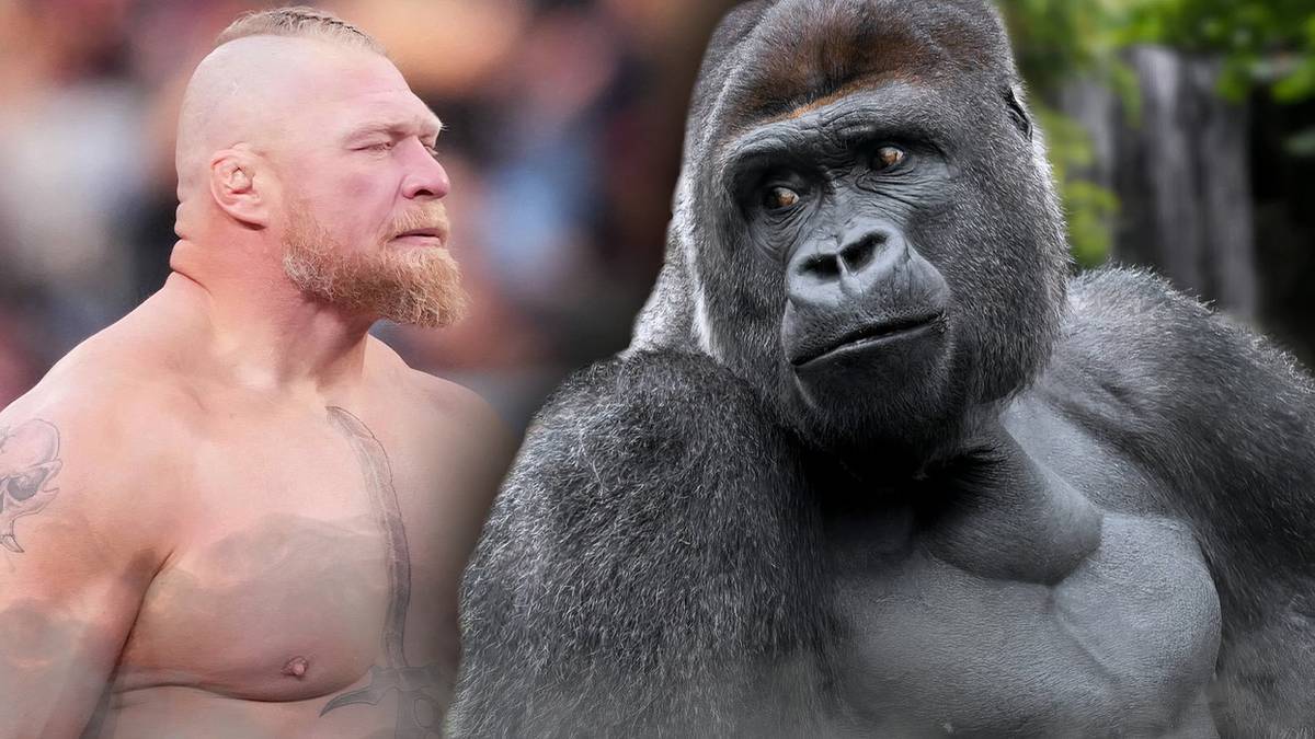 WWE vs. 1 Silverback Gorilla: How Many Wrestlers to Win?